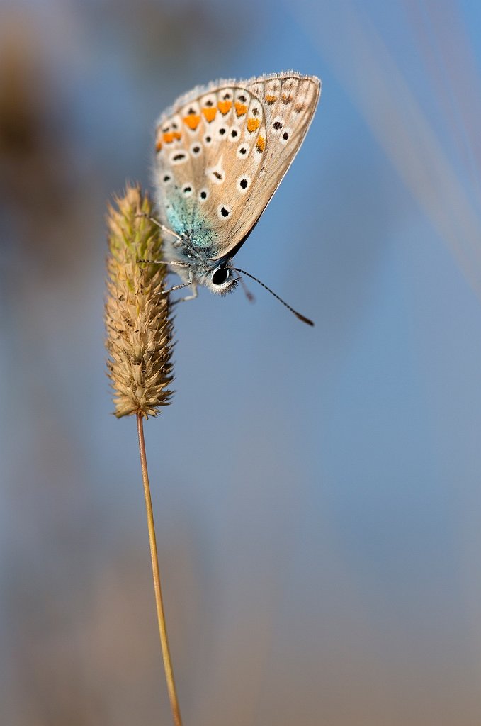 papillon-argus-bleu-01