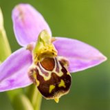 Ophrys-abeille