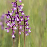 Orchis-laxiflora